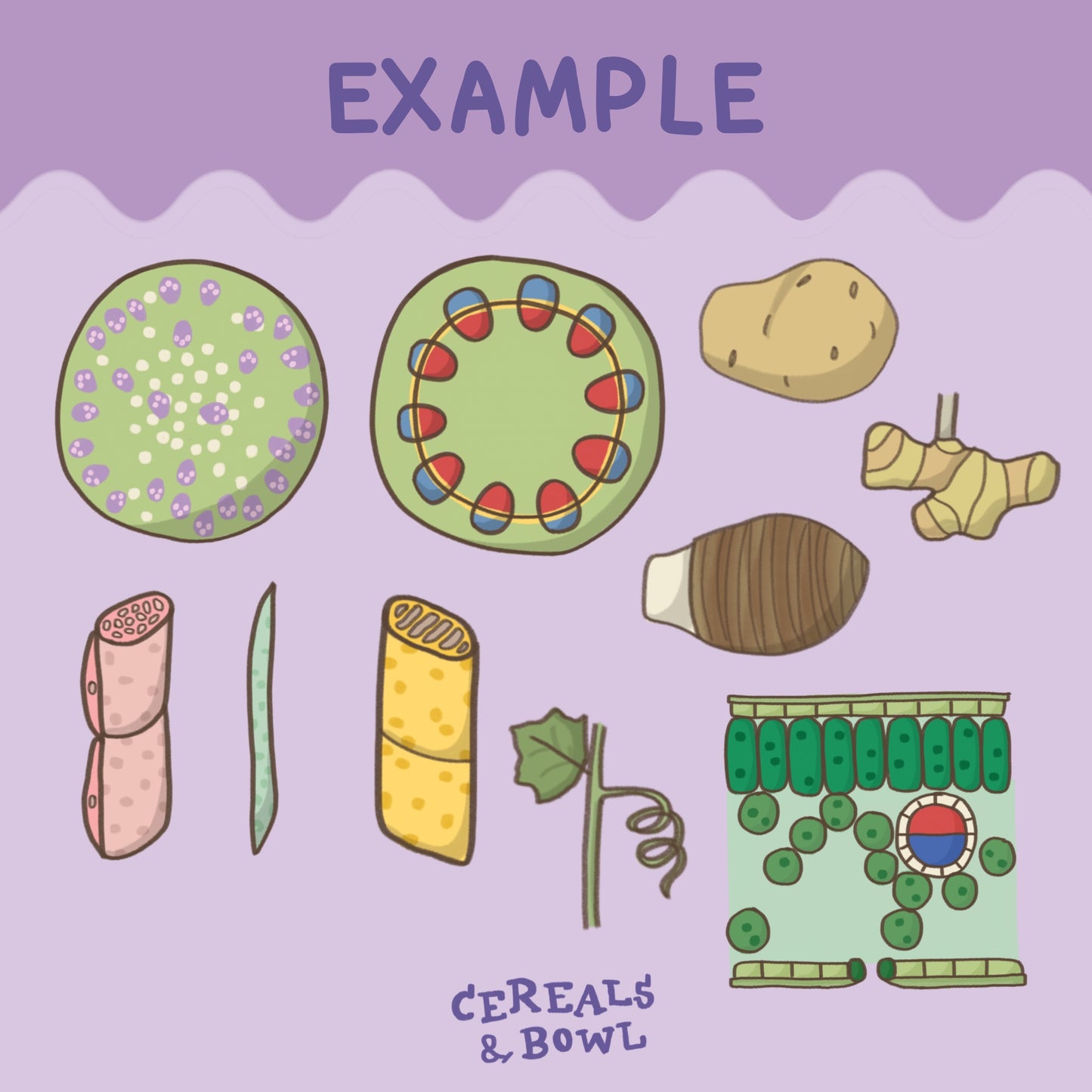 Bio unit 3 : Plant