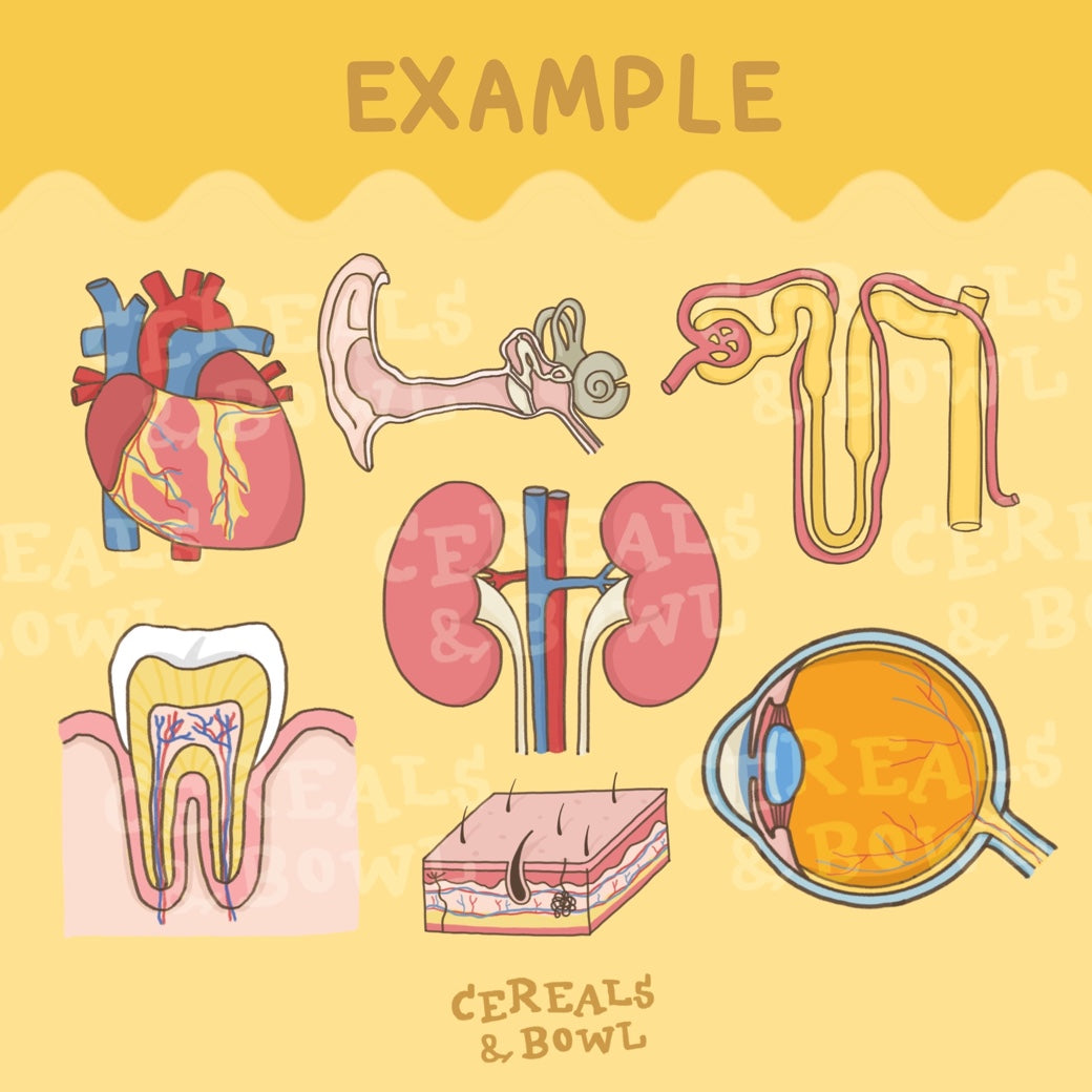 Combo Bio unit 1+2 (the Cells + Human Organ)