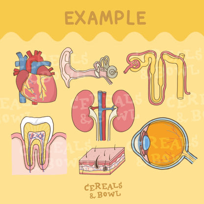 Combo Bio unit 1+2 (the Cells + Human Organ)