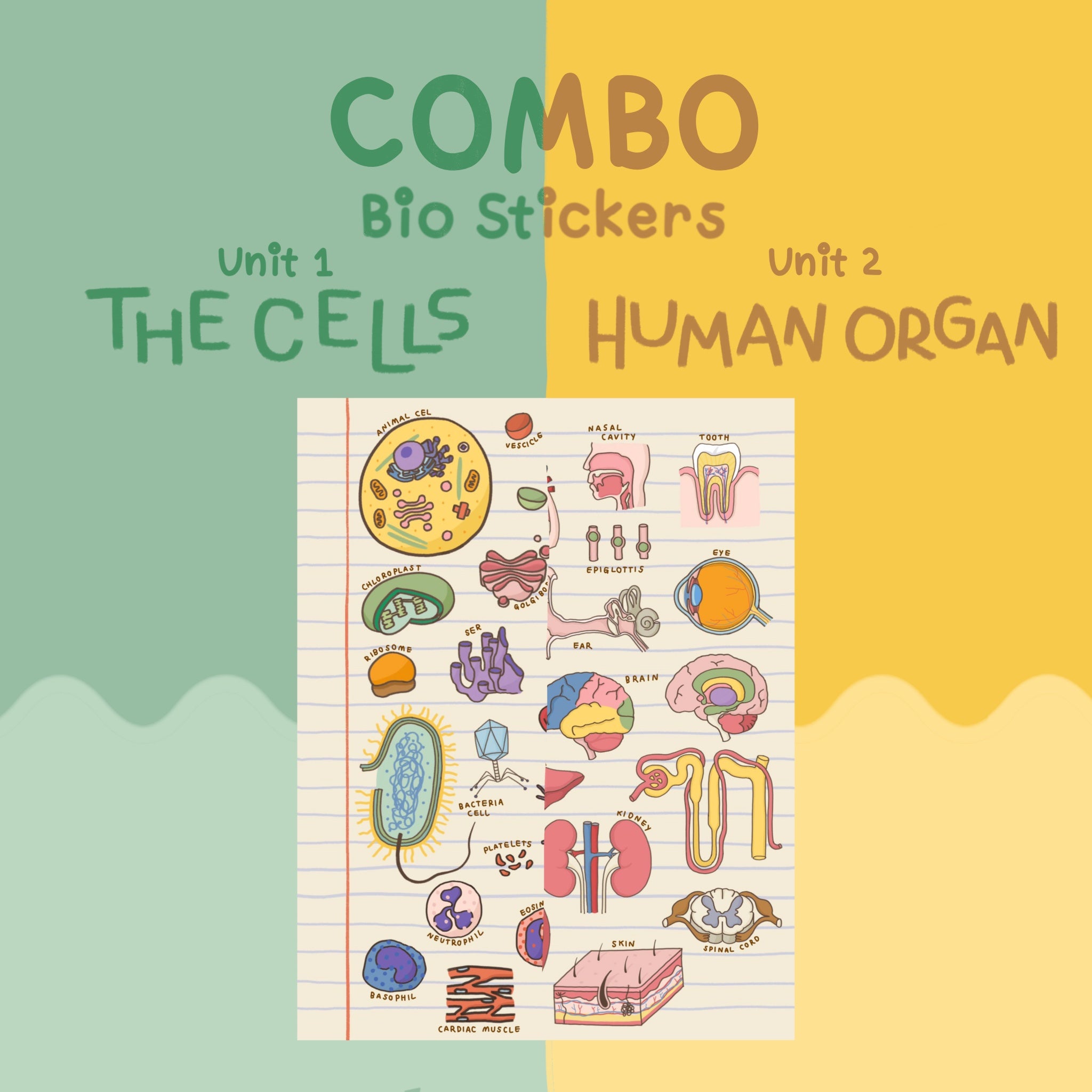 Combo Bio unit 1+2 (the Cells + Human Organ) – Cereals&Bowl